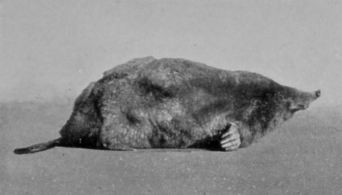 COMMON MOLE.