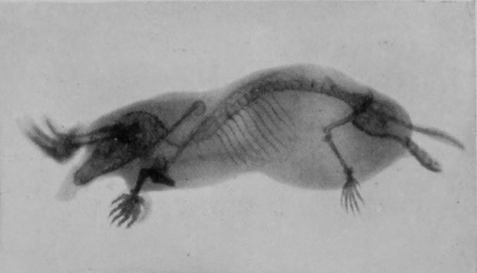 COMMON MOLE.