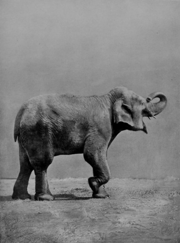 A YOUNG INDIAN ELEPHANT.