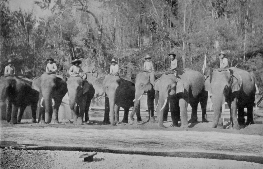TIMBER-ELEPHANTS.