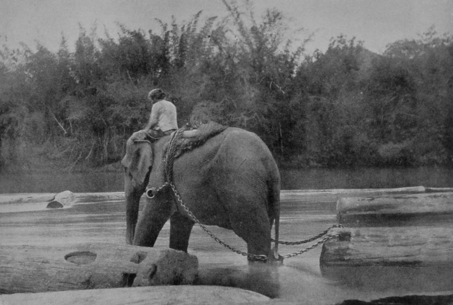 FEMALE INDIAN ELEPHANT DRAGGING TEAK.
