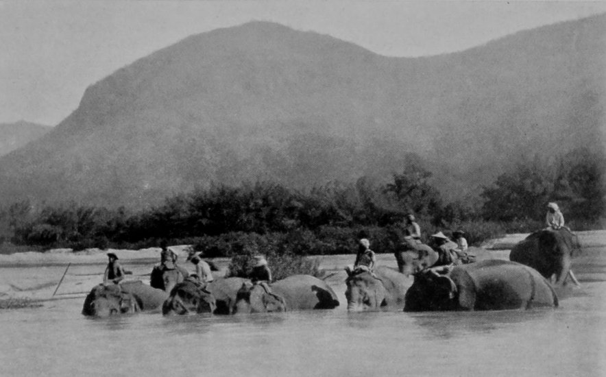 INDIAN ELEPHANTS BATHING.