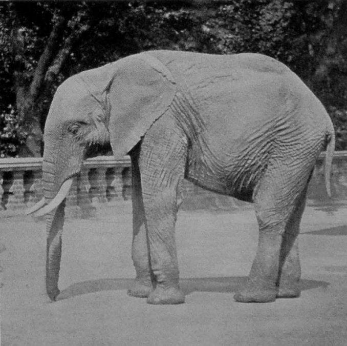 AFRICAN ELEPHANT.