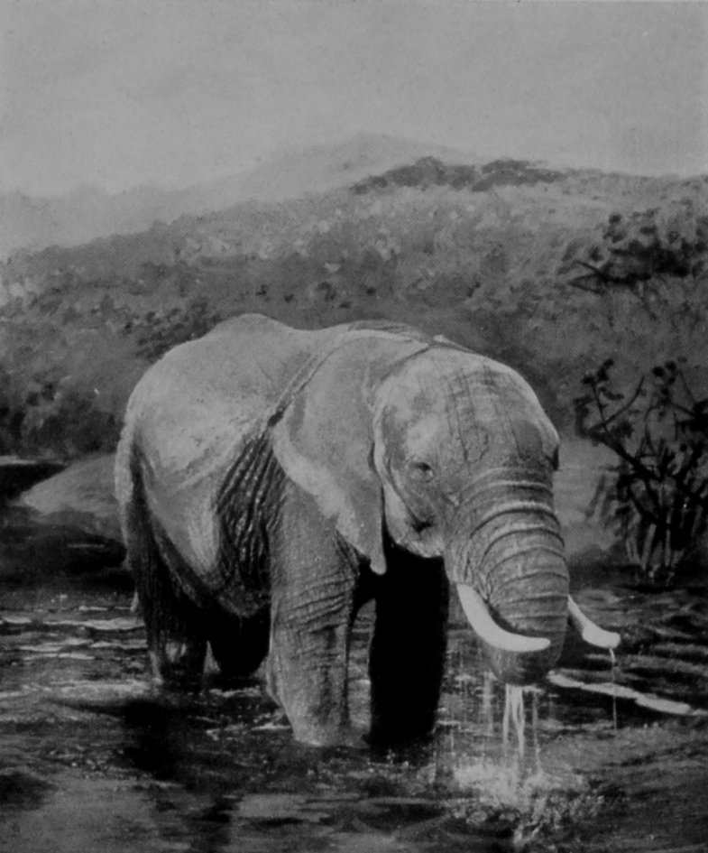 MALE AFRICAN ELEPHANT DRINKING.