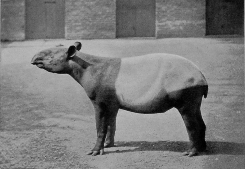 MALAYAN TAPIR.