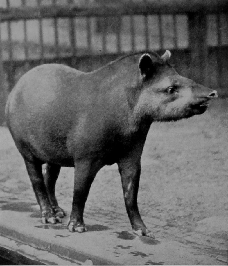 COMMON AMERICAN TAPIR.
