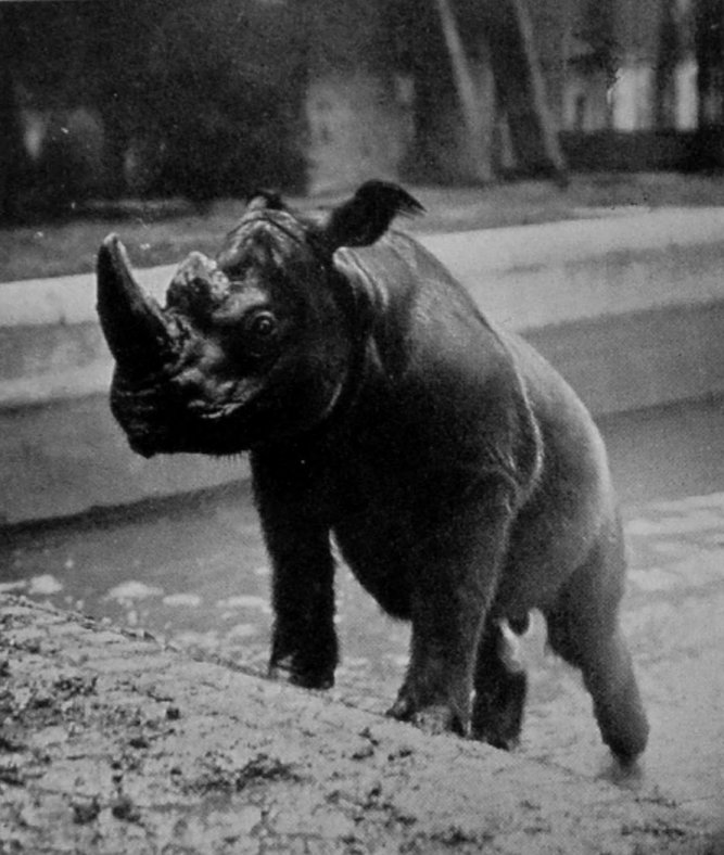 HAIRY-EARED SUMATRAN RHINOCEROS.