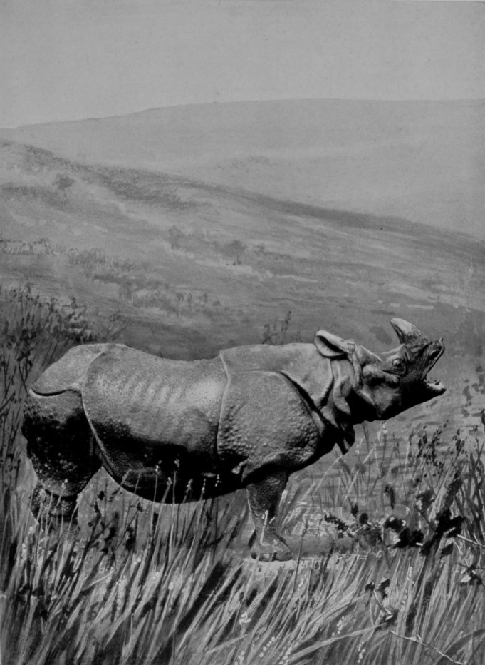 GREAT INDIAN RHINOCEROS.