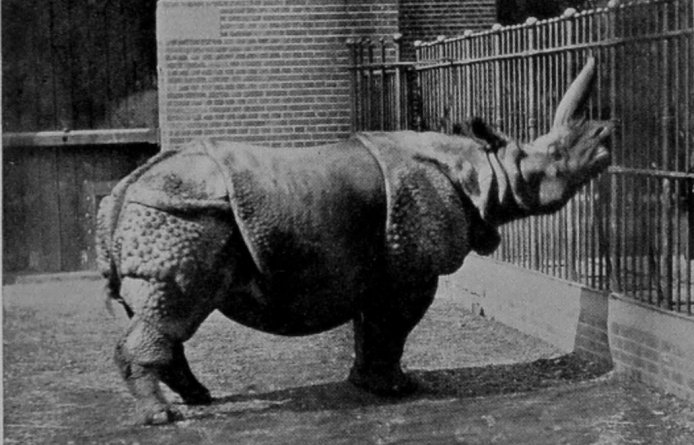 GREAT INDIAN RHINOCEROS.