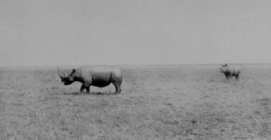 BLACK AFRICAN RHINOCEROSES.