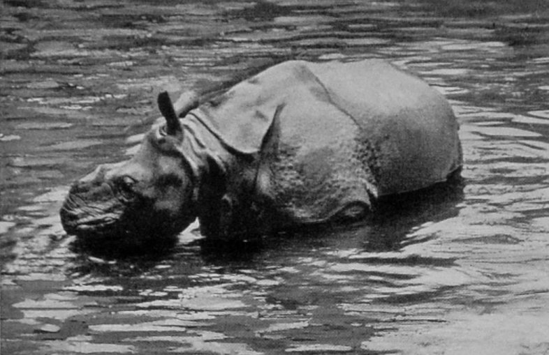 RHINOCEROS BATHING.