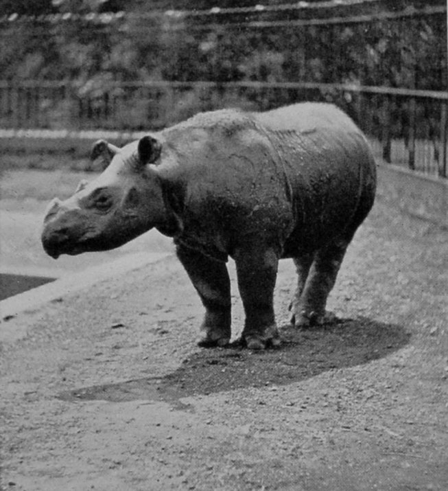 SUMATRAN RHINOCEROS.