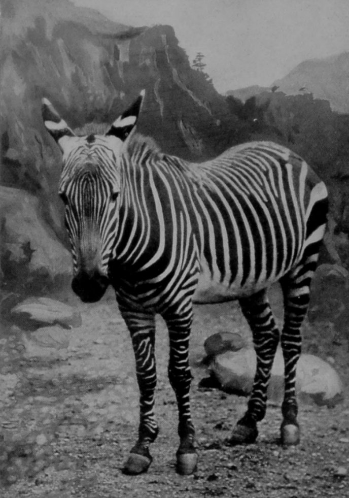 MOUNTAIN-ZEBRA.