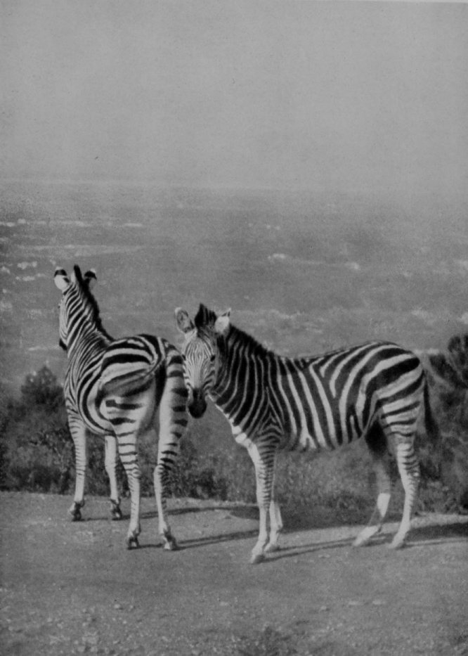 BURCHELL'S ZEBRA AT HOME.