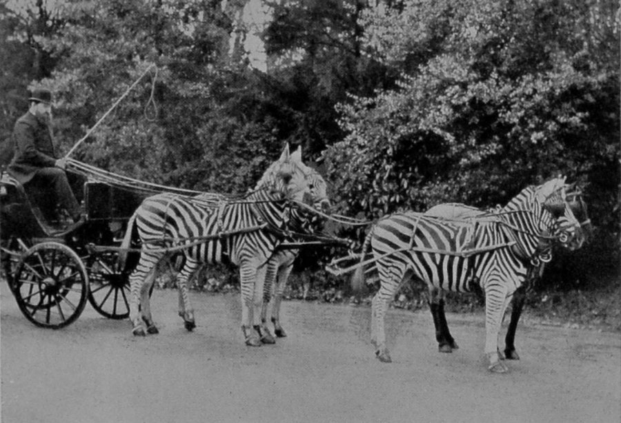 THE HON. WALTER ROTHSCHILD'S TEAM OF     ZEBRAS.