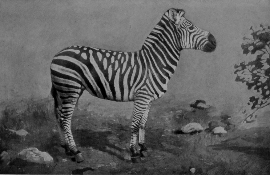 BURCHELL'S ZEBRA, CHAPMAN'S VARIETY.