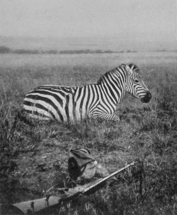 BURCHELL'S ZEBRA.
