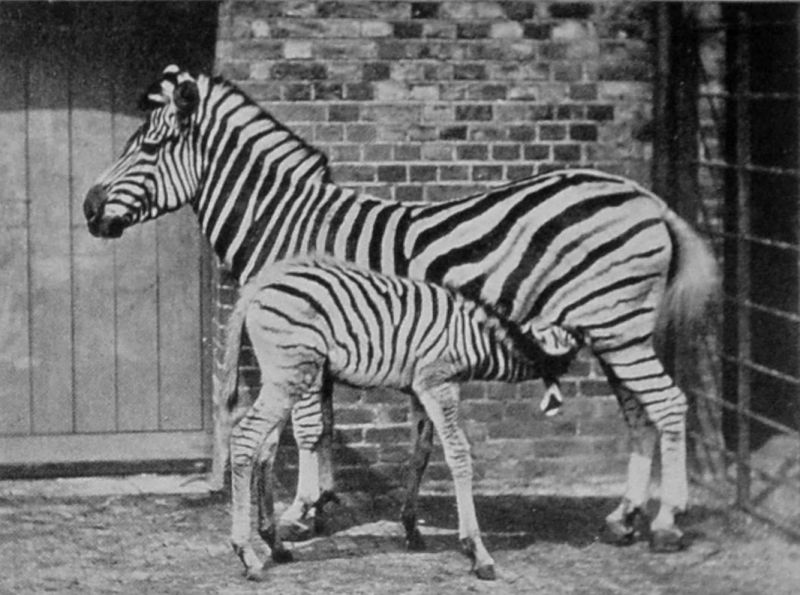 MARE AND FOAL OF BURCHELL'S ZEBRA.