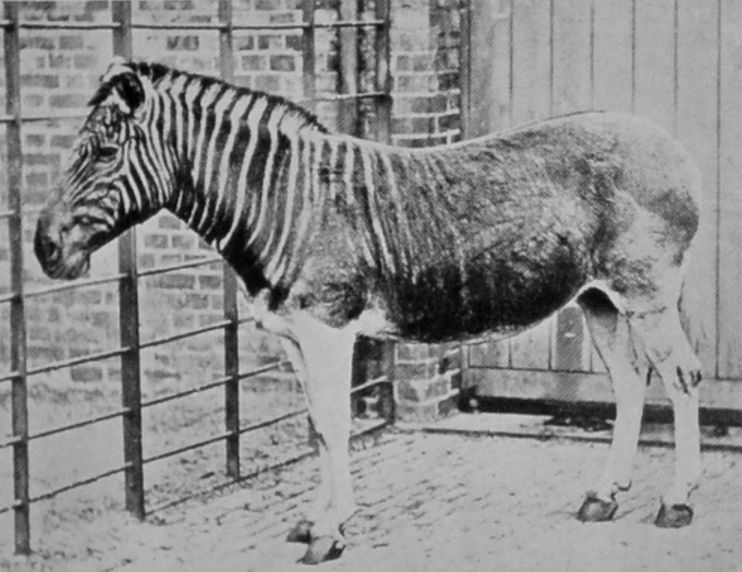 QUAGGA.