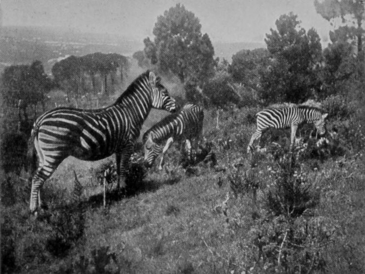 ZEBRAS ON TABLE MOUNTAIN.