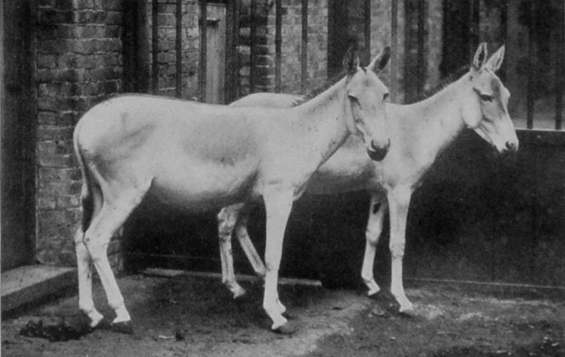 BALUCHI WILD ASS.