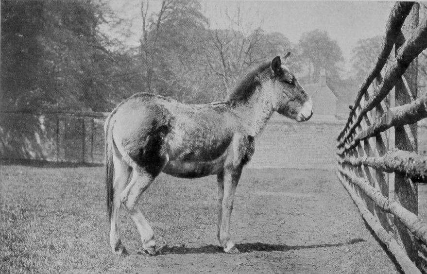 MALE KIANG.