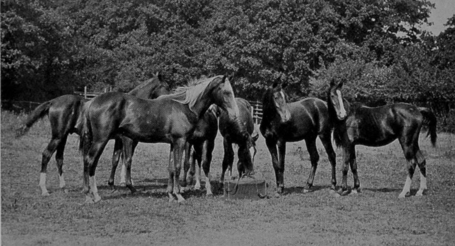 YEARLING ARAB COLTS.