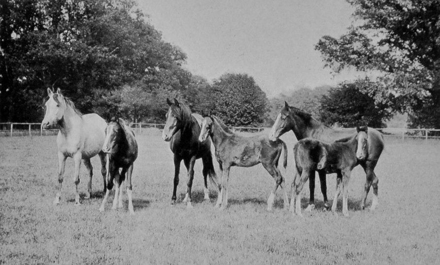 ARAB MARES AND FOALS.