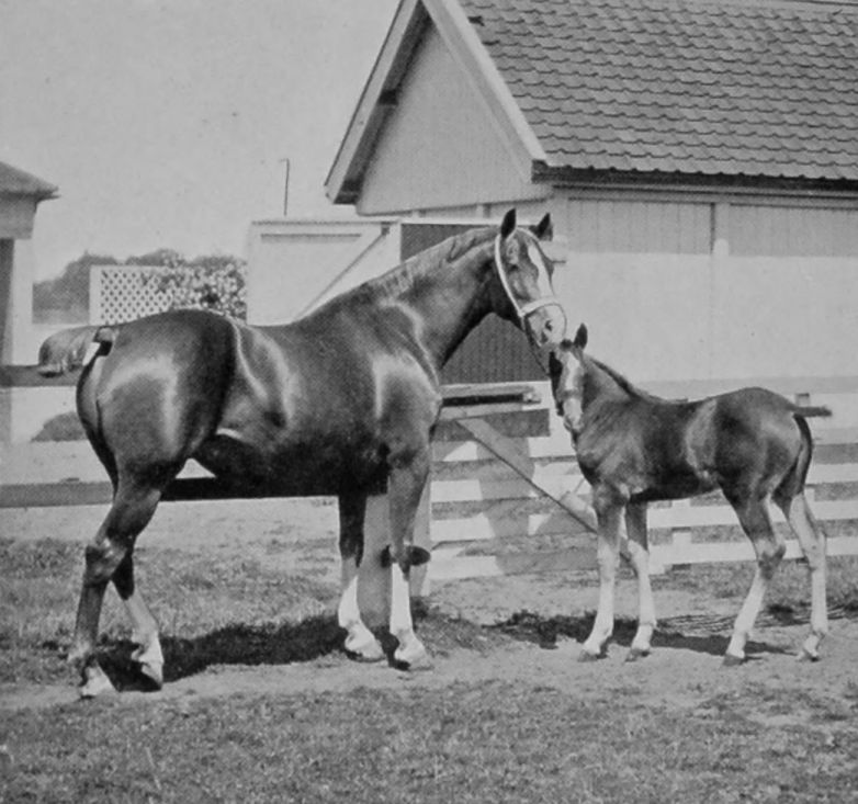 HACKNEY AND FOAL.