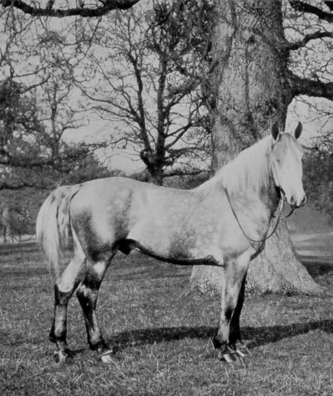PERCHERON HORSE.