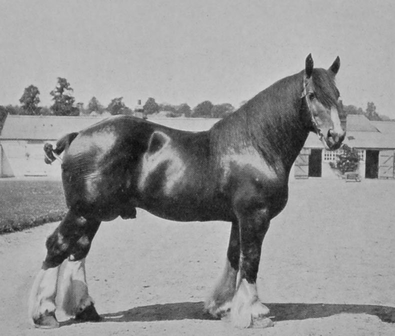 CHAMPION SHIRE STALLION.