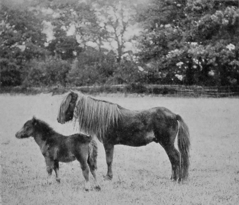 SHETLAND PONY AND FOAL.