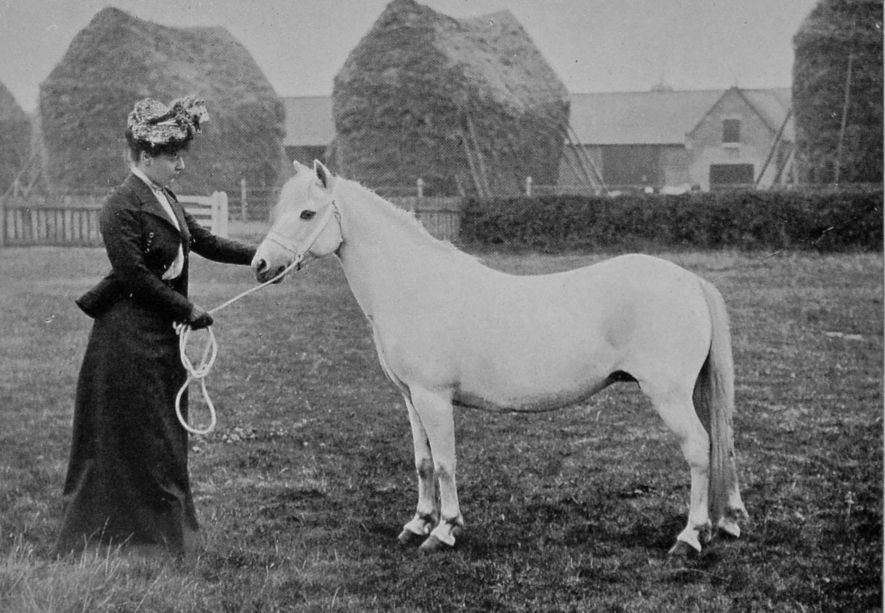 WELSH PONY.
