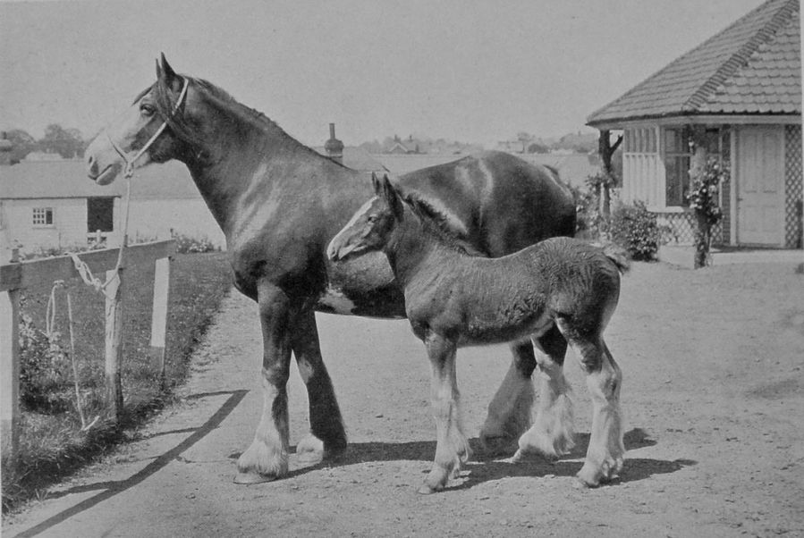 SHIRE MARE AND FOAL.