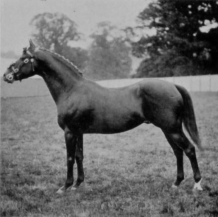 POLO-PONY.