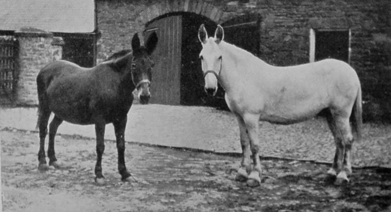 MULES.