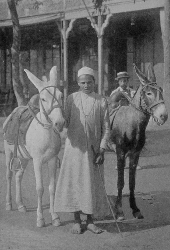EGYPTIAN DONKEYS.