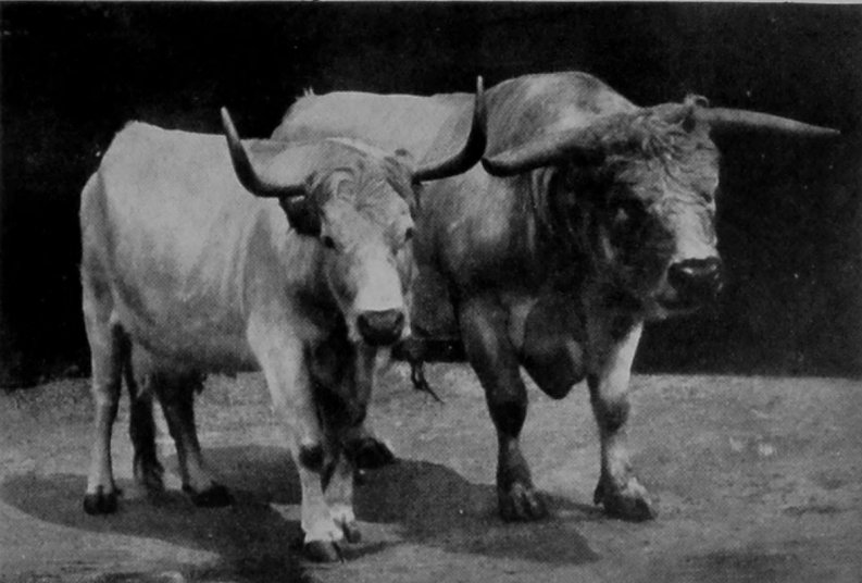 ENGLISH PARK-CATTLE.