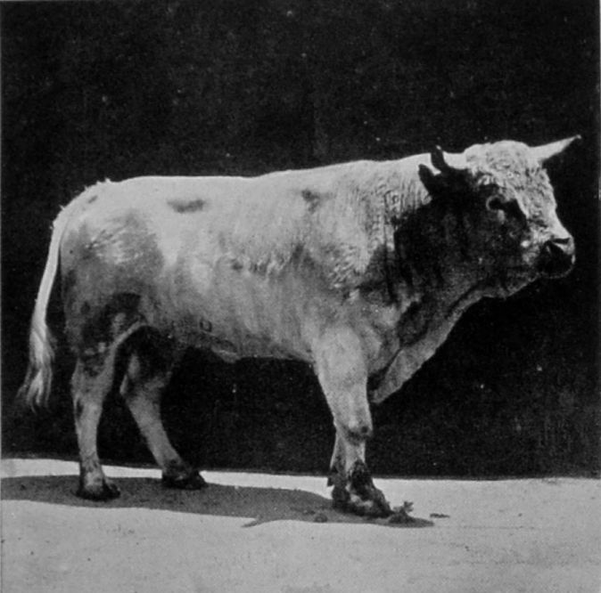ENGLISH PARK BULL.