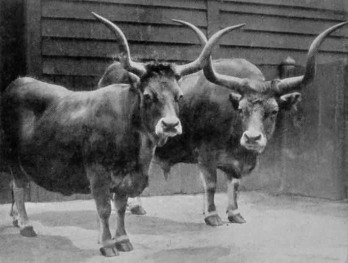 SPANISH CATTLE.