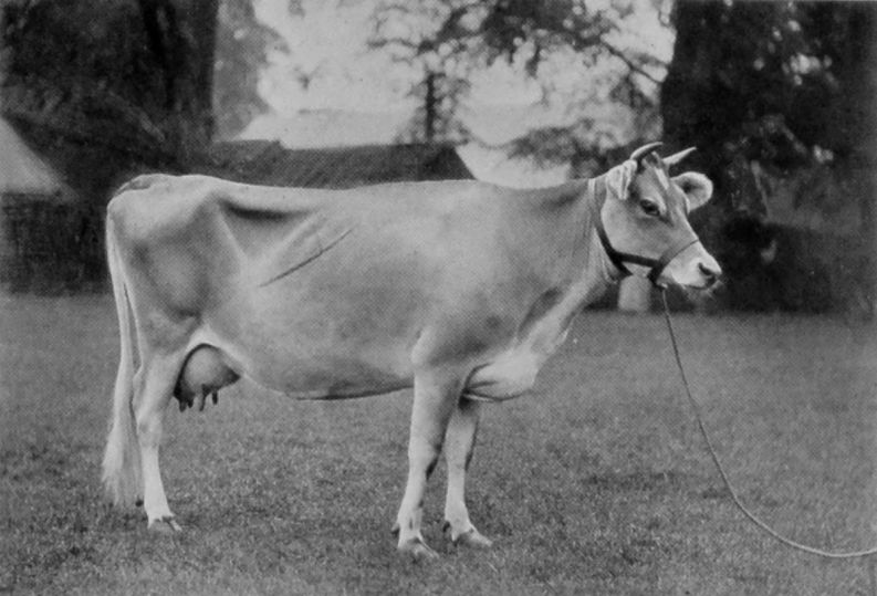 JERSEY COW.