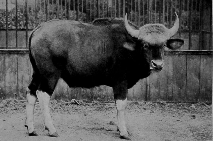 YOUNG GAUR.