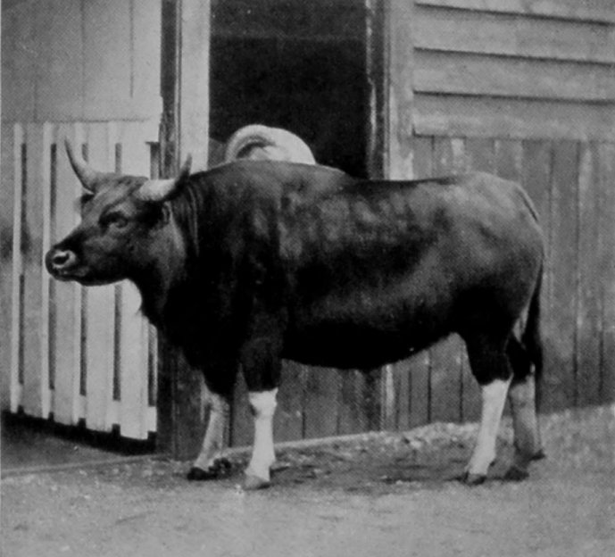 COW GAYAL.