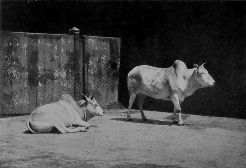 INDIAN HUMPED CATTLE.