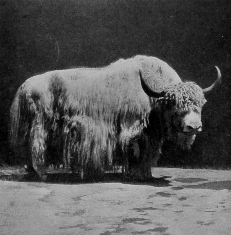 DOMESTICATED YAK.