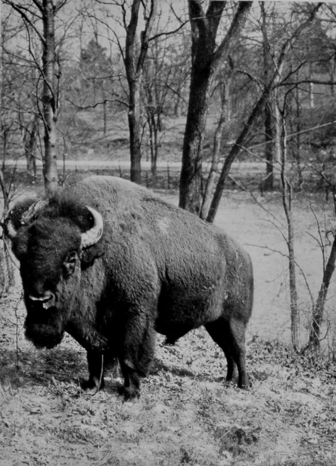 AMERICAN BULL BISON.