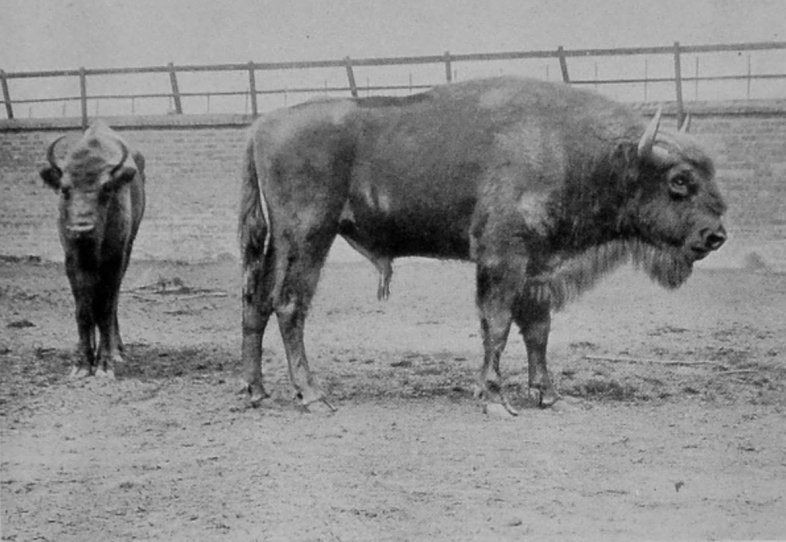 EUROPEAN BISON.