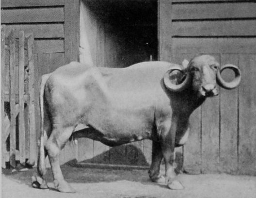 DOMESTICATED INDIAN BUFFALO.