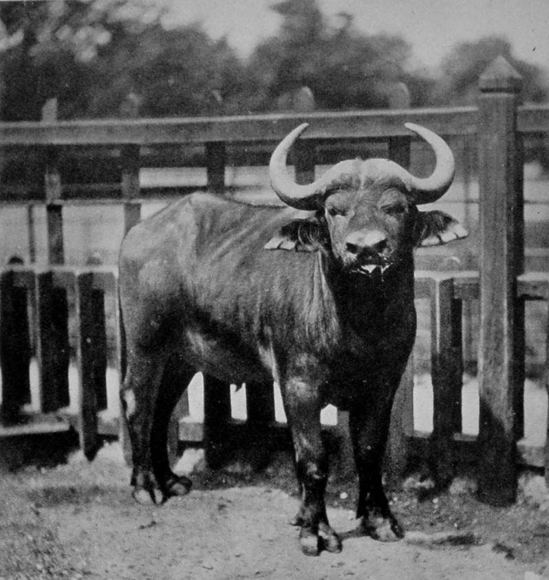 CAPE BUFFALO.
