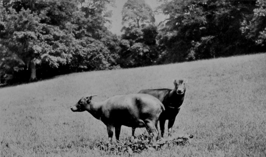 A PAIR OF ANOAS.